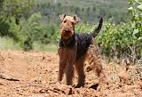 AIREDALE TERRIER 275